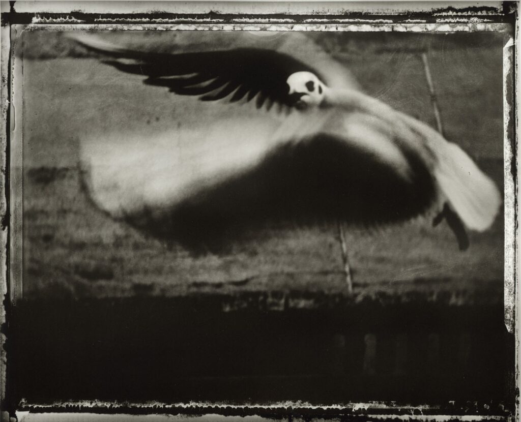 La Mouette © Sarah Moon, 1998